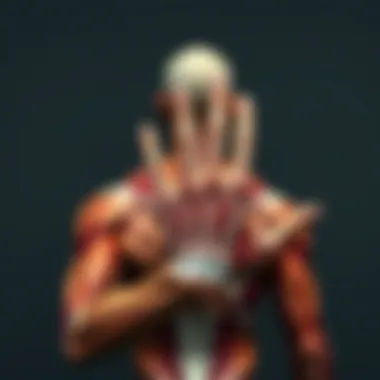 Anatomy of Key Muscle Groups Anatomy diagram highlighting key muscle groups relevant to performance