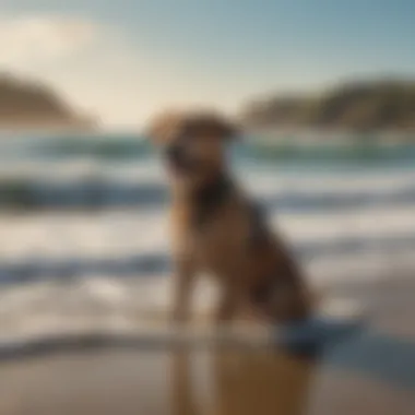 Ricochet and her trainer enjoying the ocean